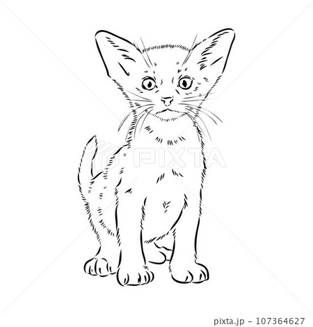 Vector outline Abyssinian Cat in black color. abyssinian cat vector sketch 107364627