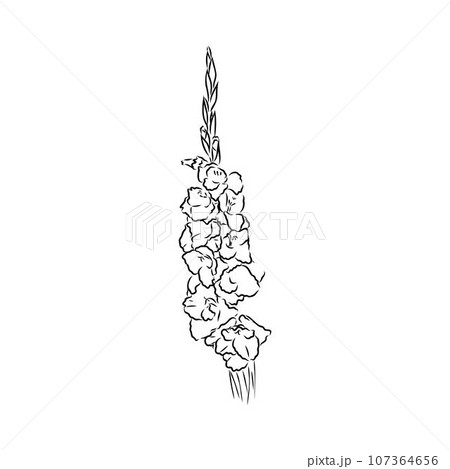 floral blooming gladiolus hand drawn vector illustration sketch 107364656