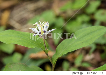 ホトトギス 107364934