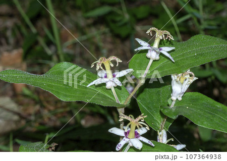 ホトトギス ホトトギス 107364938