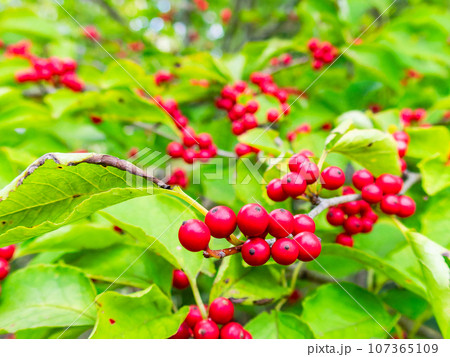 真夏を彩るアオハダのかわいい赤い実 真夏を彩るアオハダのかわいい赤い実 107365109