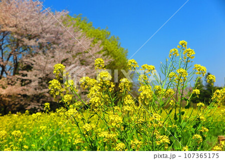 菜の花と桜の風景5 菜の花と桜の風景5 107365175