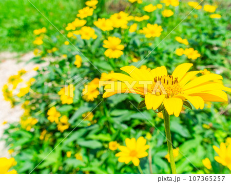 夏の美しい花　黄色いキクイモモドキの花畑 107365257