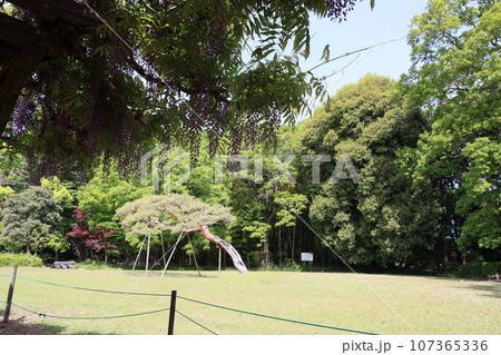 群馬県邑楽郡邑楽町のた多々良沼公園の風景 107365336