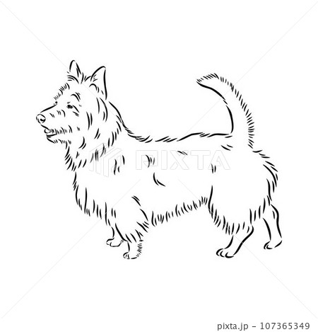 Decorative outline portrait of Dog Australian Terrier, vector 107365349