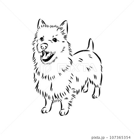 Decorative outline portrait of Dog Australian Terrier, vector Decorative outline portrait of Dog Australian Terrier, vector 107365354