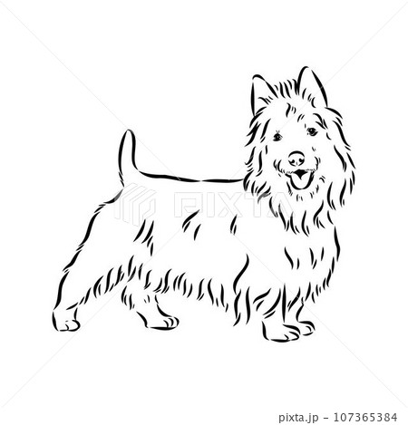 Decorative outline portrait of Dog Australian Terrier, vector 107365384