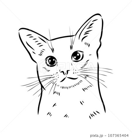 Vector outline Abyssinian Cat in black color. abyssinian cat vector sketch 107365404