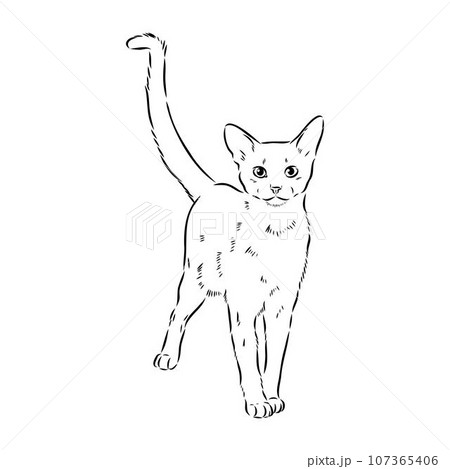 Vector outline Abyssinian Cat in black color. abyssinian cat vector sketch 107365406