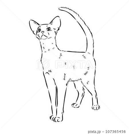Vector outline Abyssinian Cat in black color. abyssinian cat vector sketch 107365456