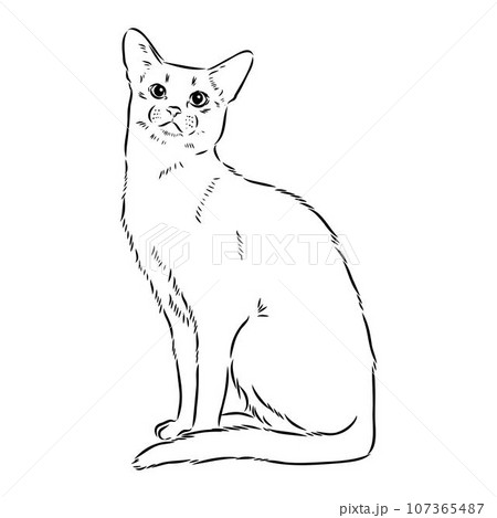 Vector outline Abyssinian Cat in black color. abyssinian cat vector sketch Vector outline Abyssinian Cat in black color. abyssinian cat vector sketch 107365487