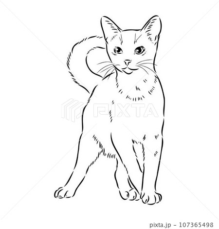 Vector outline monochrome portrait of curious Abyssinian Cat in black color. 107365498