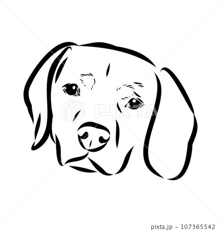 Austrian Black and Tan Hound austrian brandlbracke vector Austrian Black and Tan Hound austrian brandlbracke vector 107365542