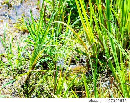 夏の菖蒲田で憩うシオカラトンボ 107365652