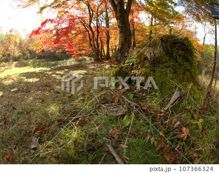 苔の生えた朽ちた切り株と秋の景色 107366324