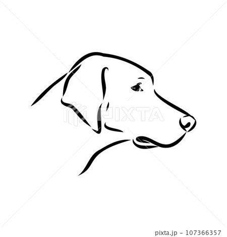 Austrian Black and Tan Hound austrian brandlbracke vector 107366357