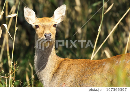 釧路湿原のエゾシカ 釧路湿原のエゾシカ 107366397