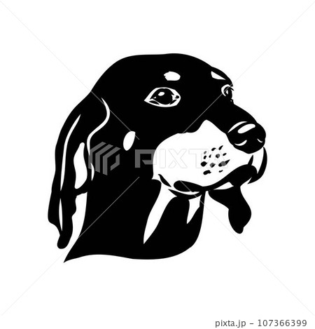 Austrian Black and Tan Hound austrian brandlbracke vector 107366399