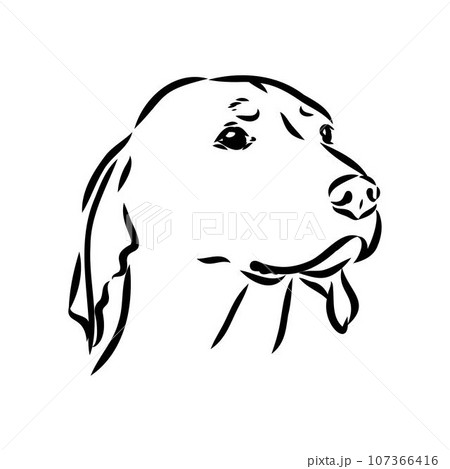 Austrian Black and Tan Hound austrian brandlbracke vector Austrian Black and Tan Hound austrian brandlbracke vector 107366416