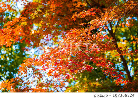 鮮やかな紅葉 鮮やかな紅葉 107366524