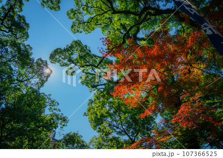 紅葉したもみじと青空と新緑 紅葉したもみじと青空と新緑 107366525