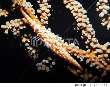 ツリフネキヌヅツミガイ 伊豆大島 水中写真 ツリフネキヌヅツミガイ 伊豆大島 水中写真 107366533