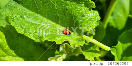 Ladybug crawling on a green fresh burdock leaf Ladybug crawling on a green fresh burdock leaf 107366595