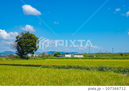 夏の青空と田んぼ 107366712