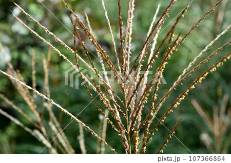 ススキの穂 107366864
