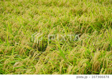 頭を垂れる稲穂 頭を垂れる稲穂 107366878