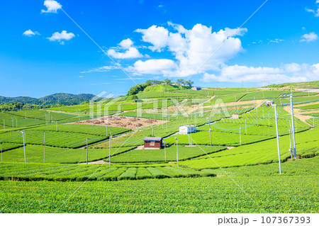 夏の八女中央大茶園 福岡県八女市 夏の八女中央大茶園 福岡県八女市 107367393