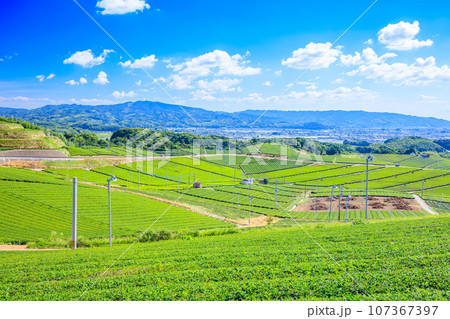夏の八女中央大茶園 福岡県八女市 夏の八女中央大茶園 福岡県八女市 107367397