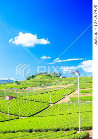 夏の八女中央大茶園　福岡県八女市 107367400