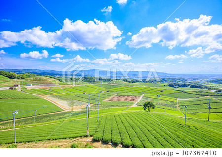 夏の八女中央大茶園 福岡県八女市 夏の八女中央大茶園 福岡県八女市 107367410