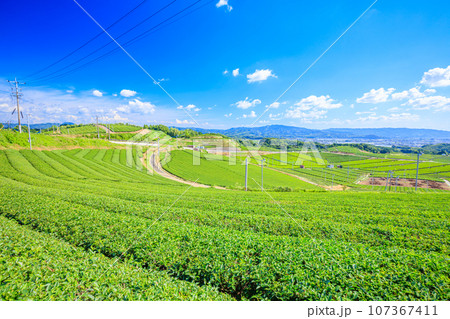 夏の八女中央大茶園　福岡県八女市 107367411