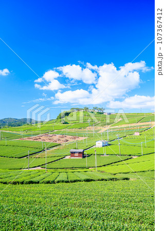 夏の八女中央大茶園　福岡県八女市 107367412