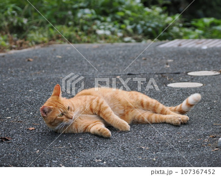 横になってあくびをする可愛いネコ 横になってあくびをする可愛いネコ 107367452