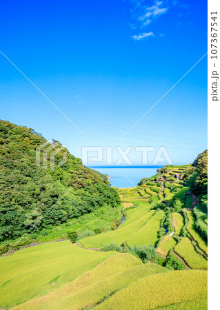 夏の浜野浦の棚田　佐賀県松浦郡 107367541