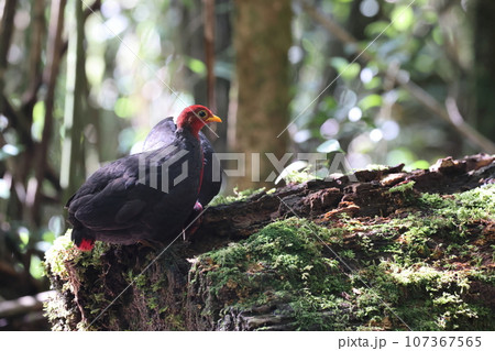 アカガシラシャコ 107367565