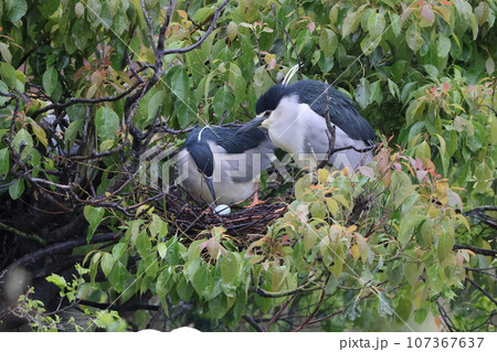 ゴイサギ 107367637