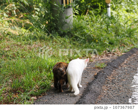 姉妹のように仲良し猫 姉妹のように仲良し猫 107367987