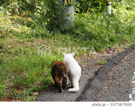 姉妹のように仲良し猫 107367988
