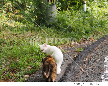 姉妹のように仲良し猫 姉妹のように仲良し猫 107367989