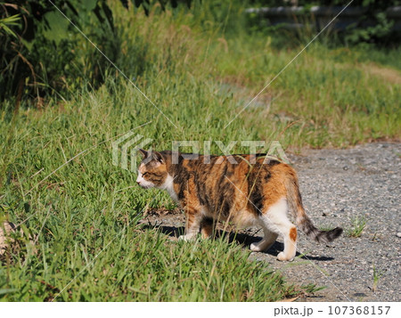 お昼寝する猫 お昼寝する猫 107368157