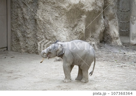 棒で遊ぶ仔ゾウ 棒で遊ぶ仔ゾウ 107368364
