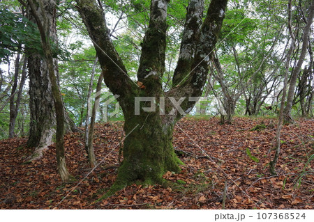 薪炭林の樹木 107368524