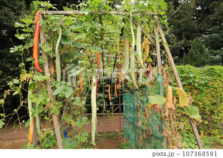 ヘビウリ 107368591