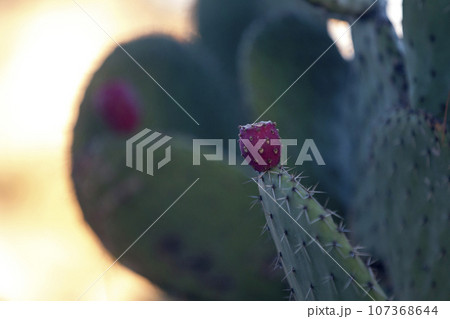 Close-up on a prickly pear 107368644