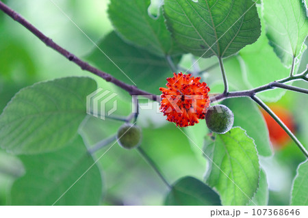 Close-up on a paper mulberry 107368646