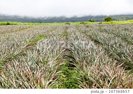 Victoria pineapple field in Reunion Island Victoria pineapple field in Reunion Island 107368657